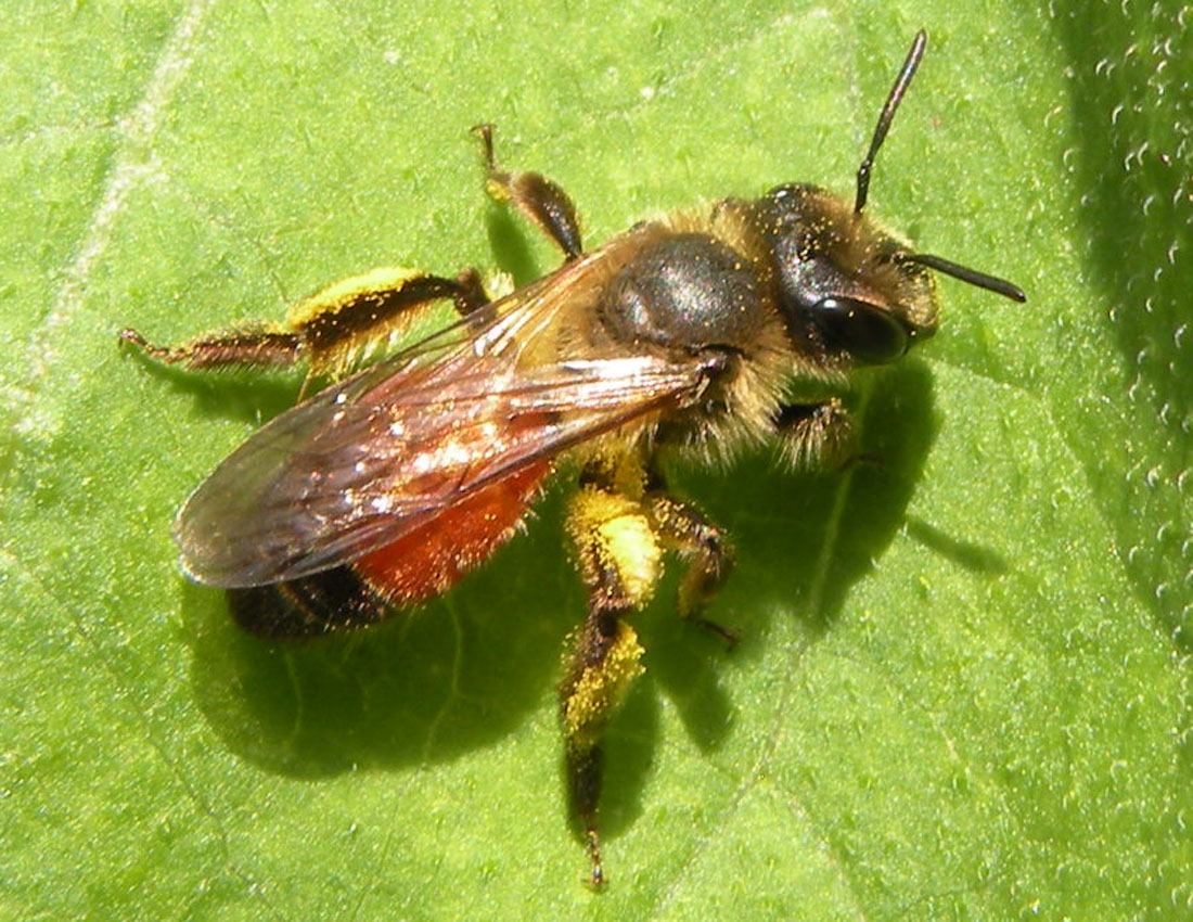 Andrena forse florea